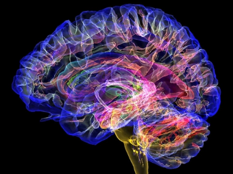 国内四级片大脑植入物有助于严重头部损伤恢复